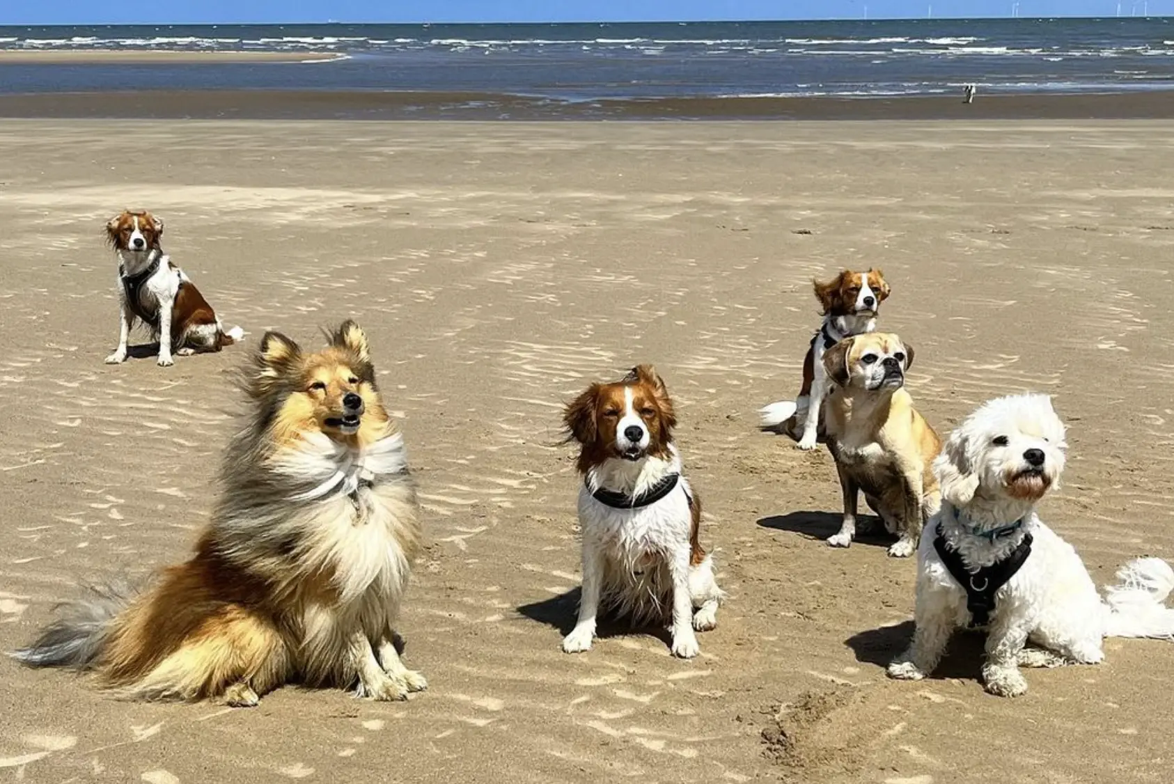 Talacre Beach Dogs